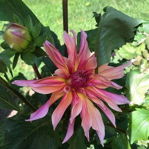 Meet your Posher, Vickie